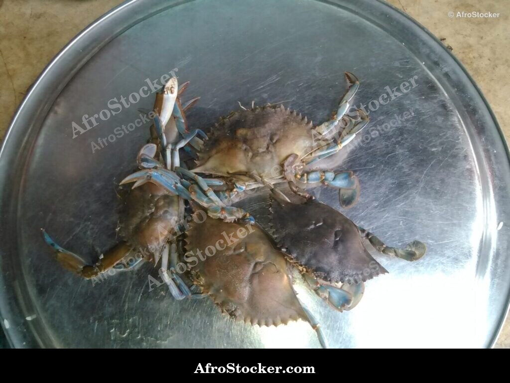Crabs West Africa Fishing / Crabes Pêche Afrique Ouest | AfroStocker