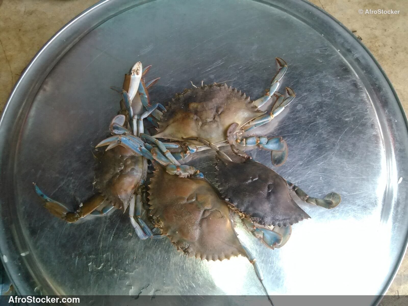 Crabs West Africa Fishing / Crabes Pêche Afrique Ouest | AfroStocker
