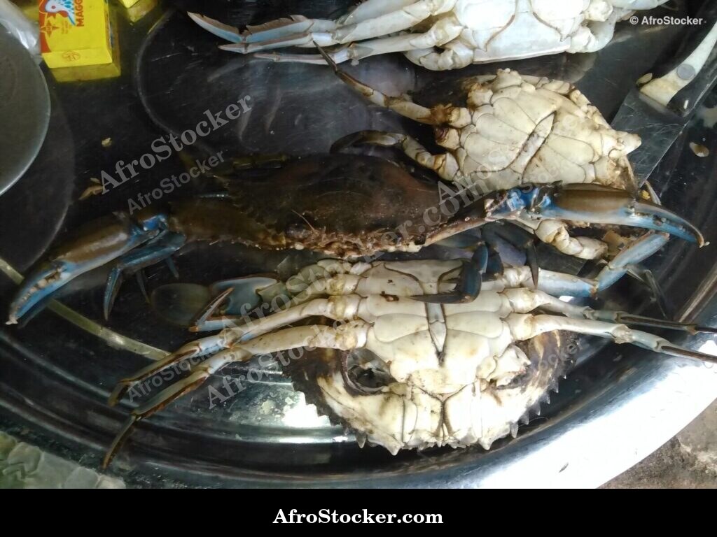Fresh Crabs West Africa / Crabes Frais Afrique Ouest | AfroStocker
