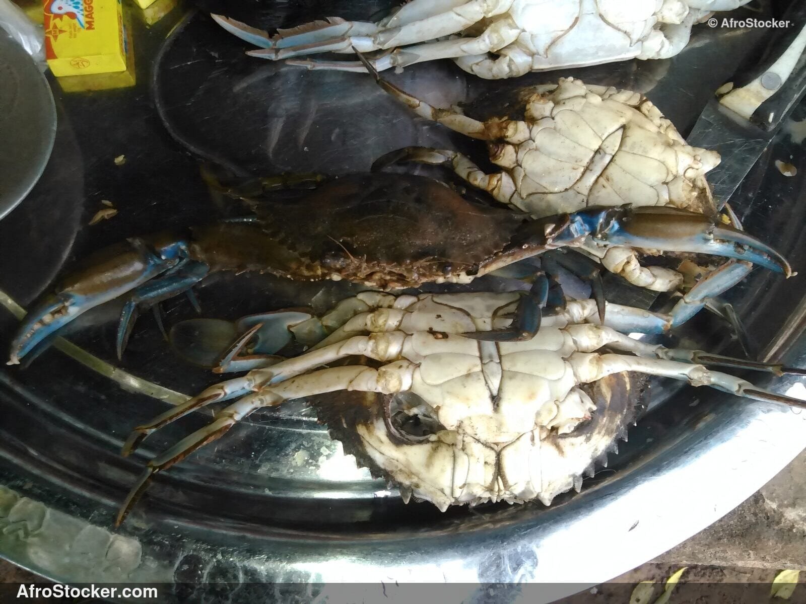 Fresh Crabs West Africa / Crabes Frais Afrique Ouest | AfroStocker