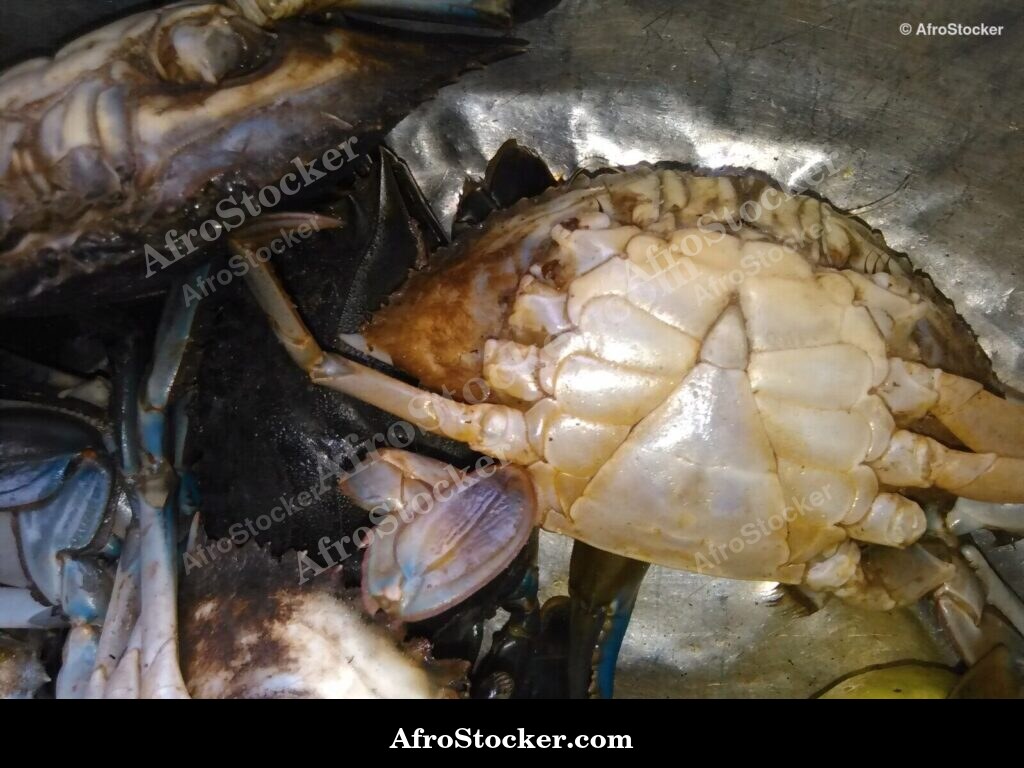 Fresh Crabs Africa Coast / Crabes Frais Côte Africaine | AfroStocker