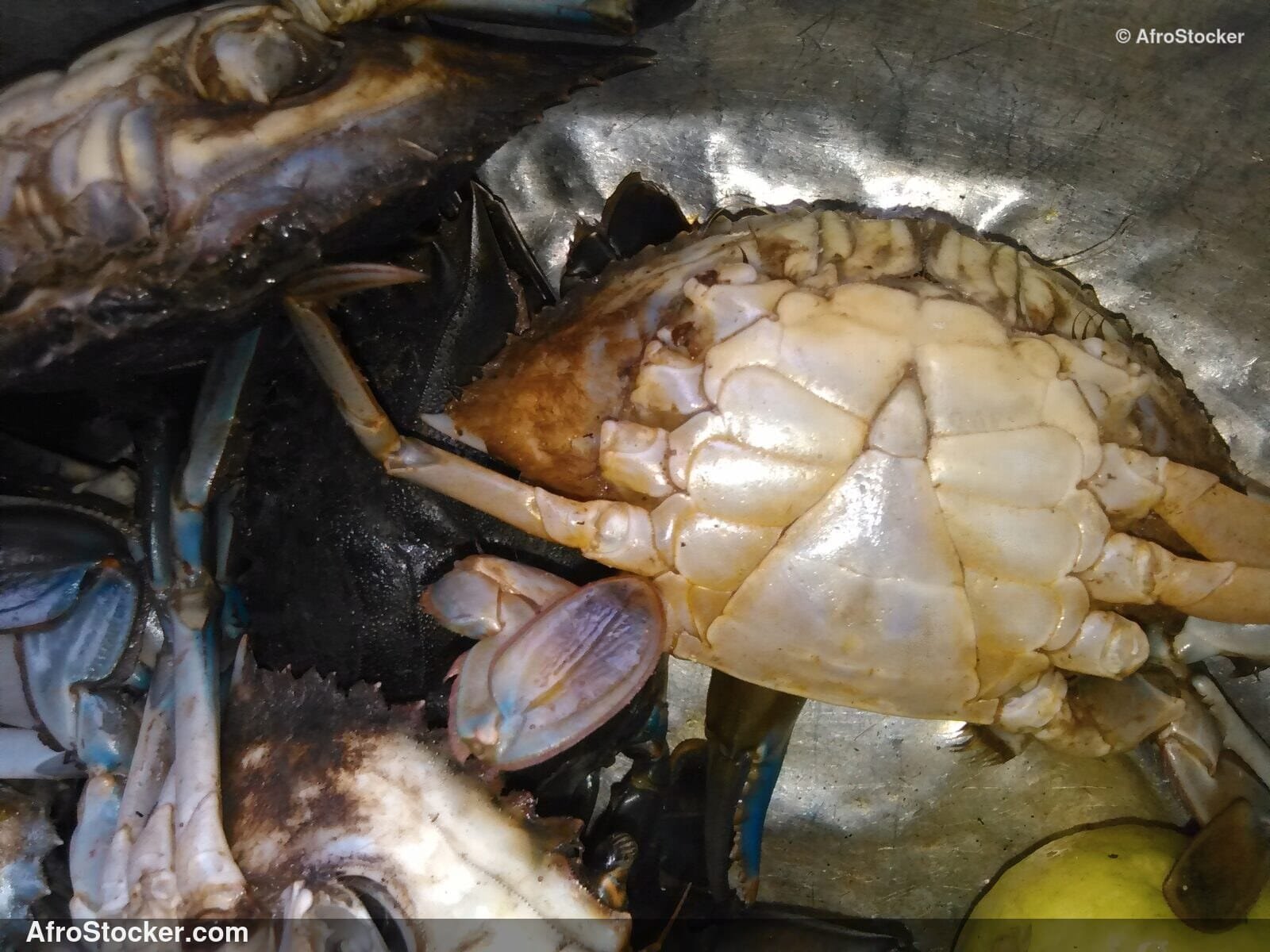 Fresh Crabs Africa Coast / Crabes Frais Côte Africaine | AfroStocker