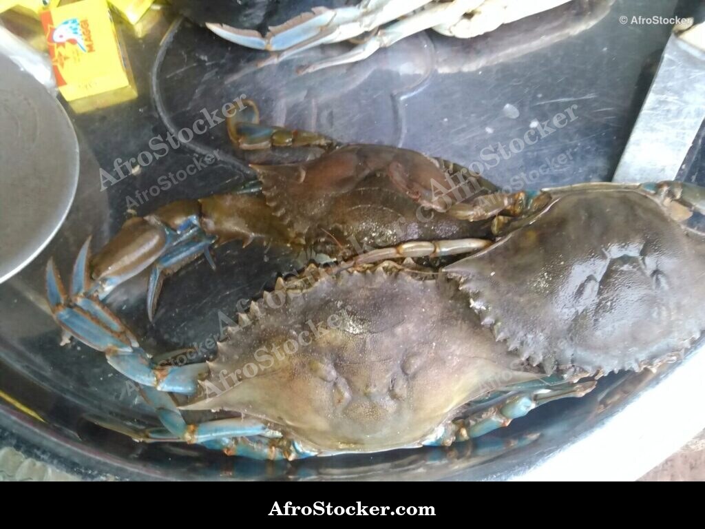 Crabs African Coastal Market / Crabes Marché Côtier Africain | AfroStocker