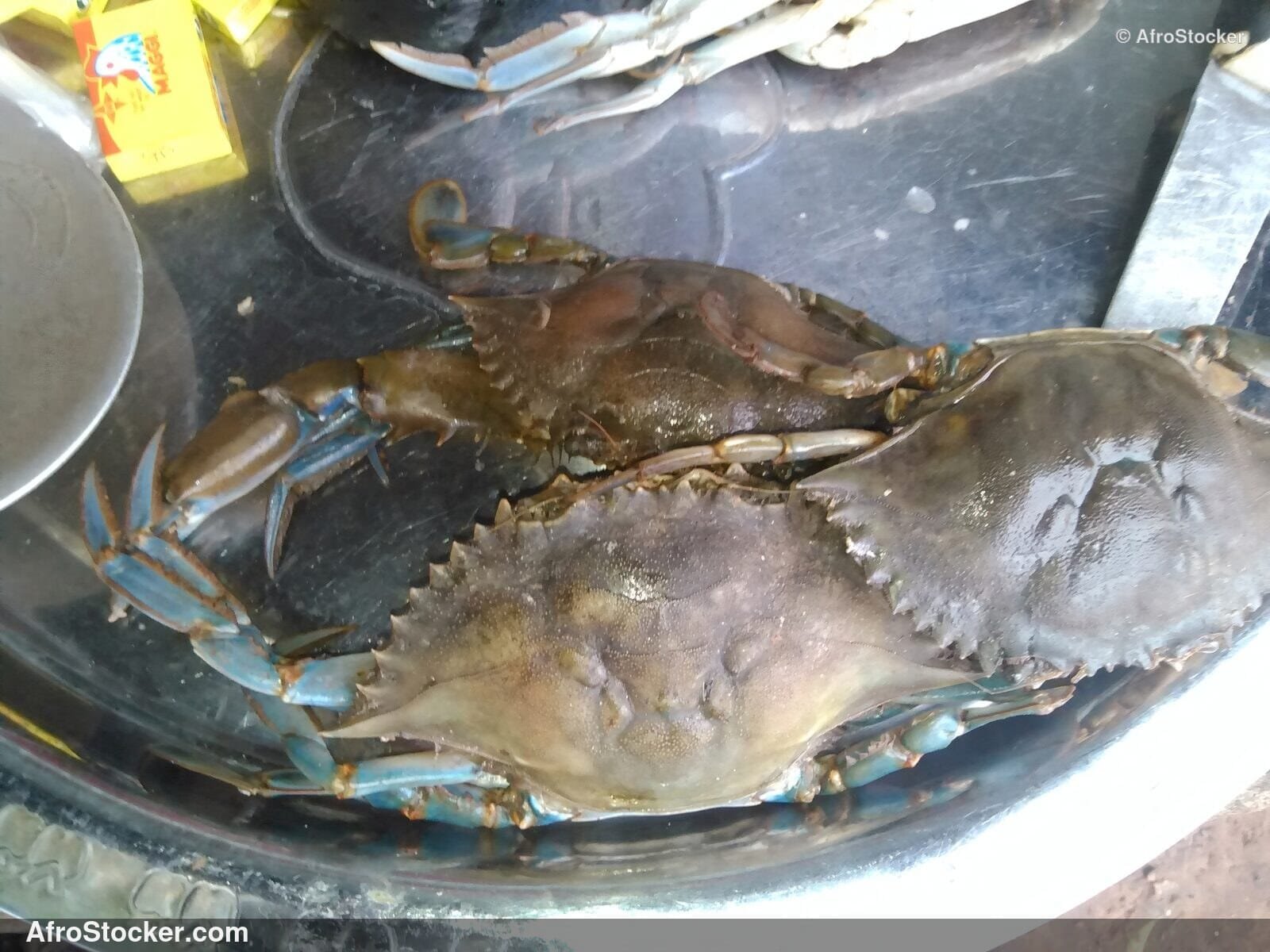 Crabs African Coastal Market / Crabes Marché Côtier Africain | AfroStocker