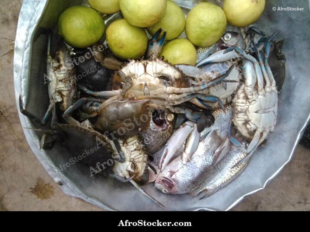 Crabs West Africa Village / Crabes Village Afrique Ouest | AfroStocker