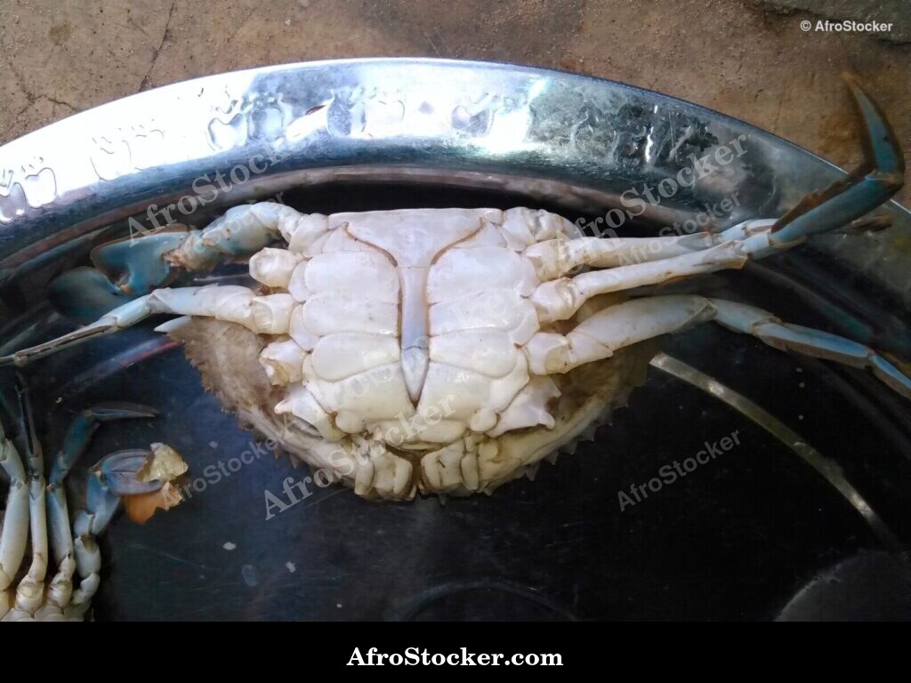 Crabs West African Village / Crabes Village Afrique Ouest | AfroStocker