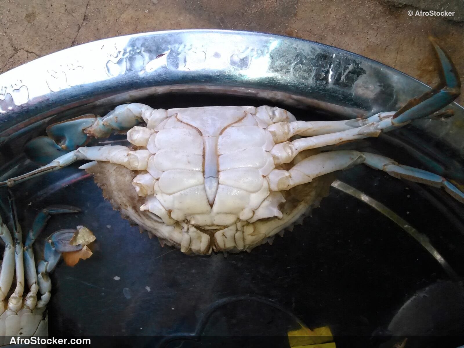 Crabs West African Village / Crabes Village Afrique Ouest | AfroStocker