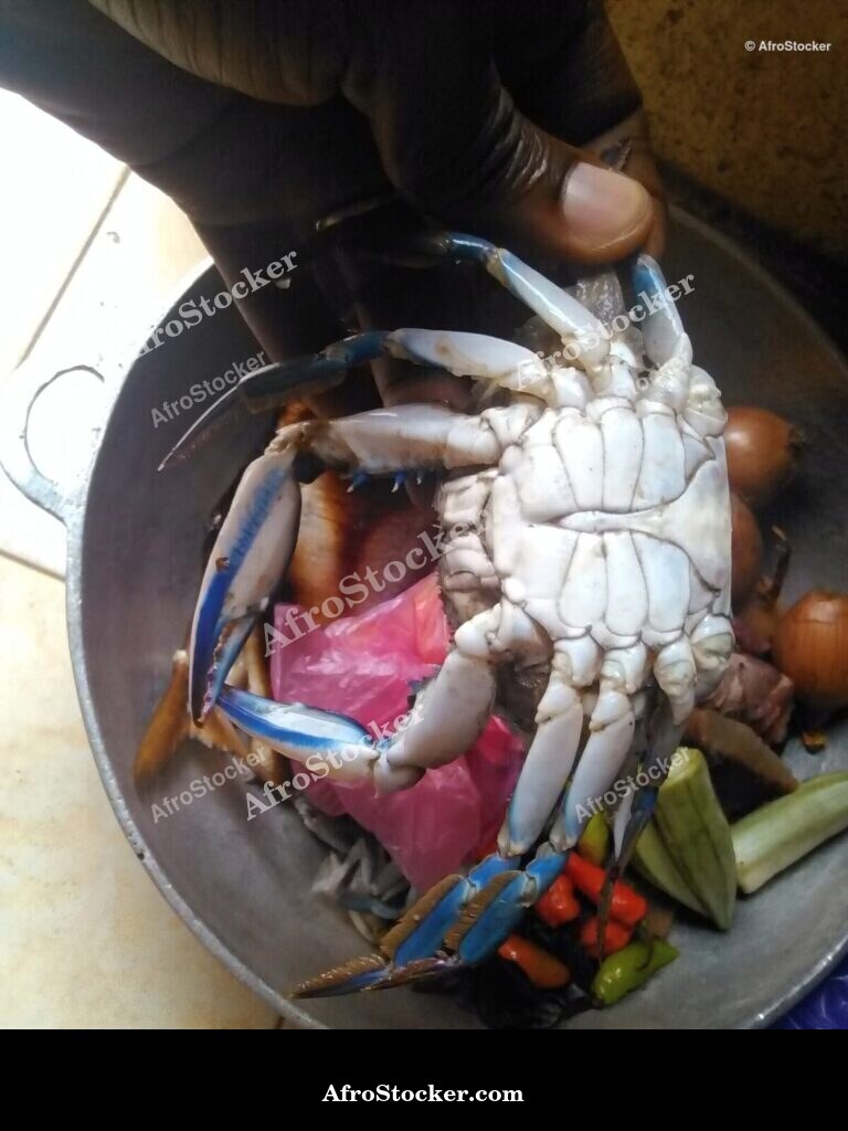 Fresh Crabs Market Guinea-Bissau / Marché de Crabes Frais Guinée-Bissau | AfroStocker