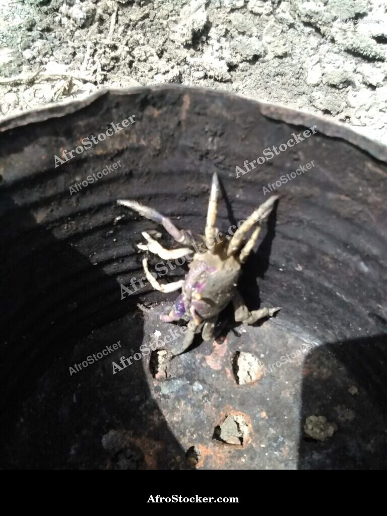 African Crabs Traditional Market / Crabes Africains Marché Traditionnel | AfroStocker