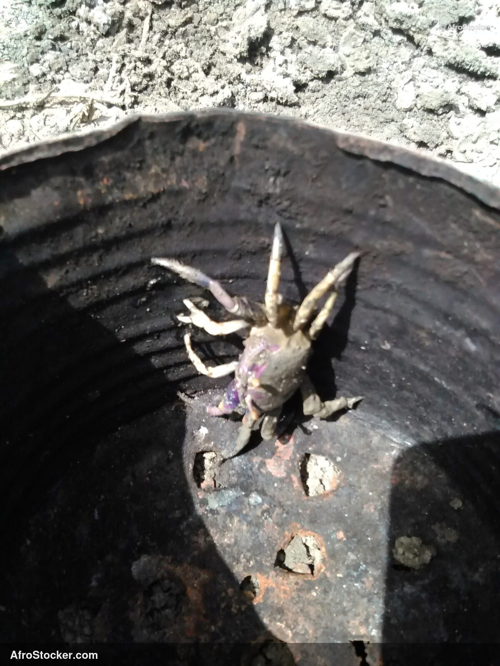 African Crabs Traditional Market / Crabes Africains Marché Traditionnel | AfroStocker