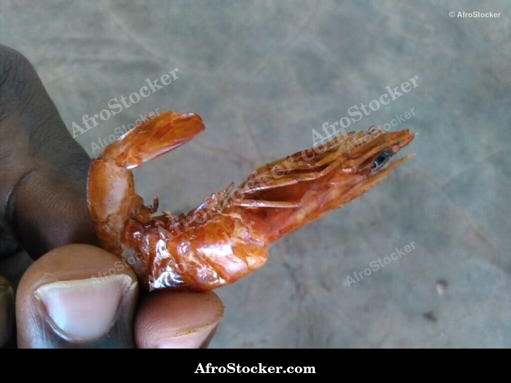 Dried Shrimp West Africa Market | AfroStocker
