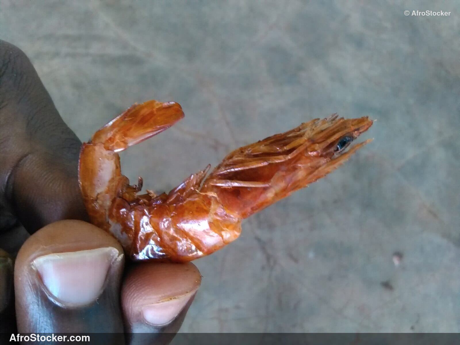 Dried Shrimp West Africa Market | AfroStocker