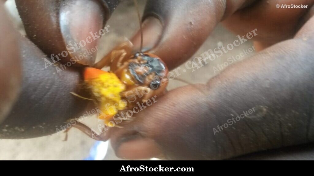 Locust West Africa Close Up / Criquet Afrique de l'Ouest Gros Plan | AfroStocker