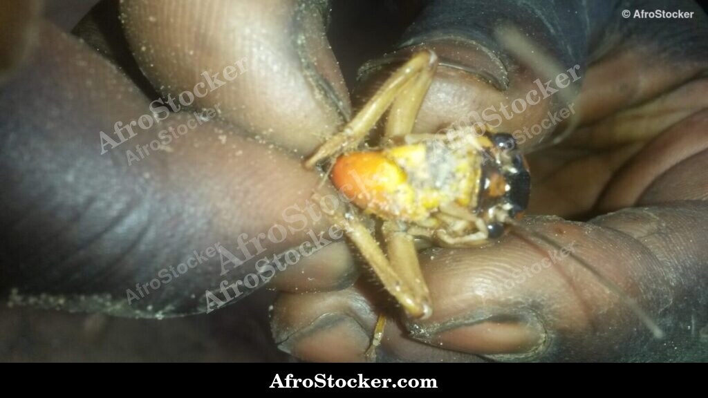 Locust Held In Hand Africa / Criquet dans la Main Afrique | AfroStocker