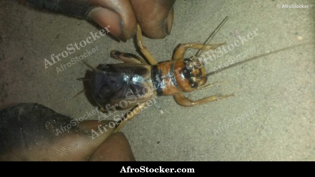 Locusts In Hands West Africa | AfroStocker