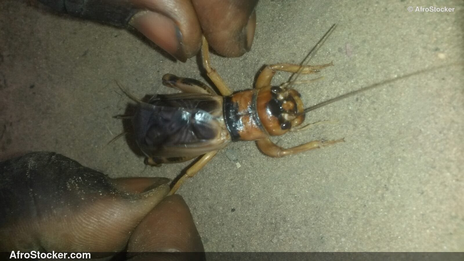 Locusts In Hands Africa / Criquets dans les Mains Afrique | AfroStocker