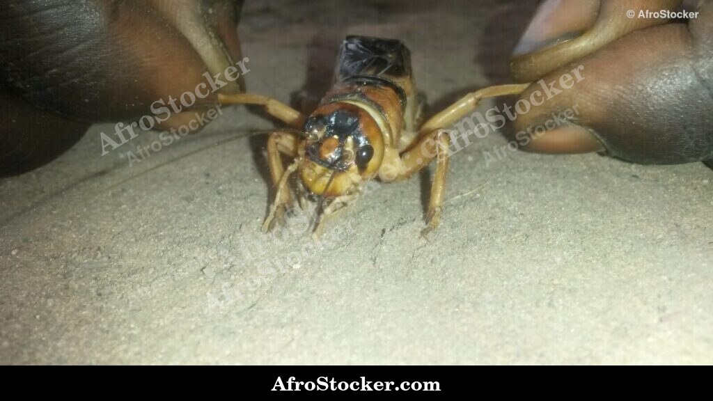 Handful Of Crickets Africa | AfroStocker