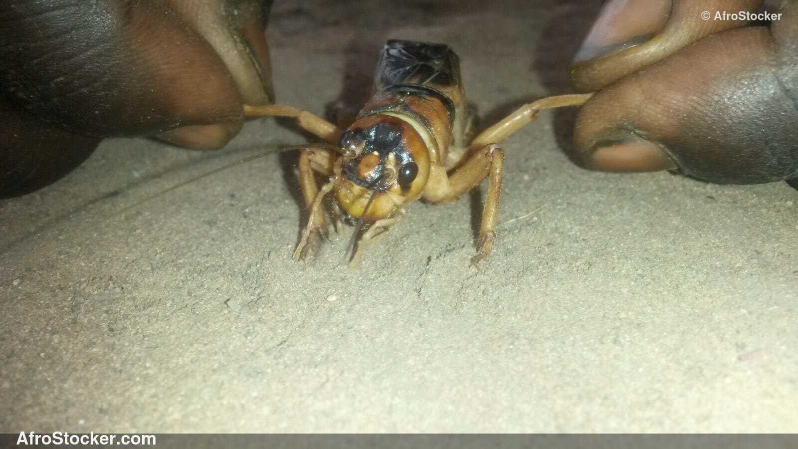 Handful Of Locusts Africa / Poignée de Criquets Afrique | AfroStocker