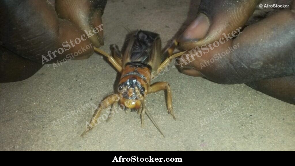 Locusts Held In Both Hands Africa | AfroStocker
