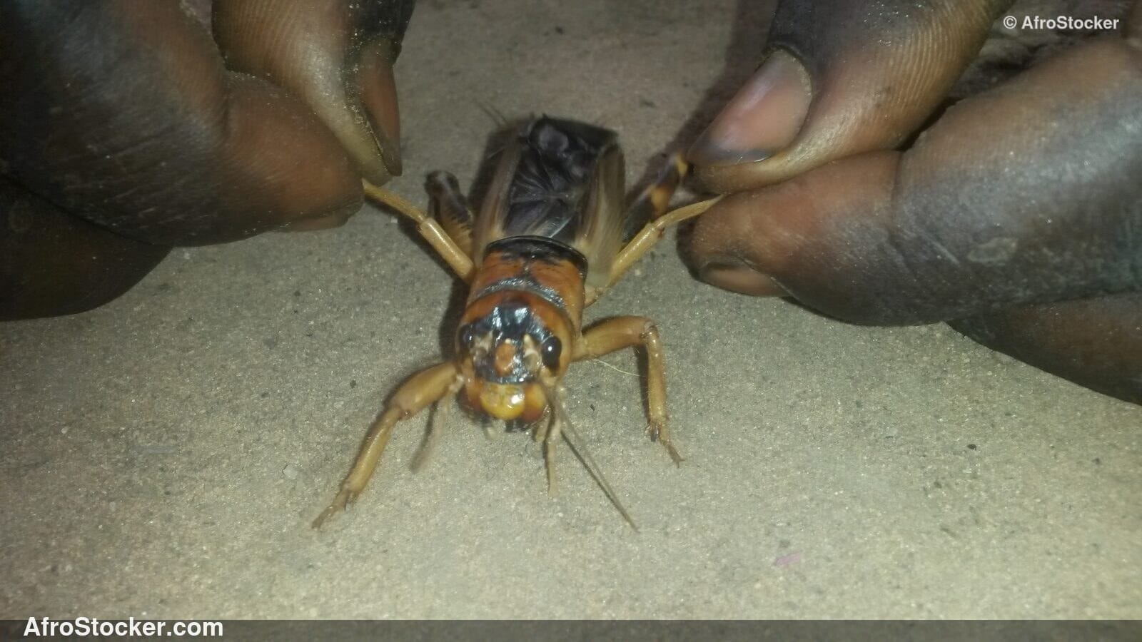 Locusts Held In Both Hands Africa / Criquets Tenus dans les Deux Mains | AfroStocker