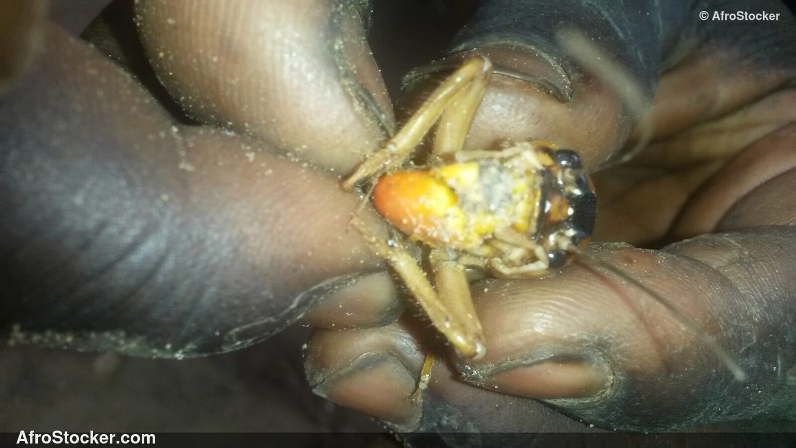 Crickets In African Hands / Criquets dans les Mains Africaines | AfroStocker