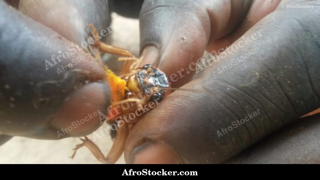 Handful Of Locusts West Africa / Poignée de Criquets Afrique Ouest | AfroStocker