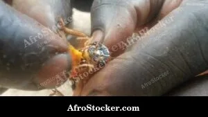 Handful Of Locusts West Africa