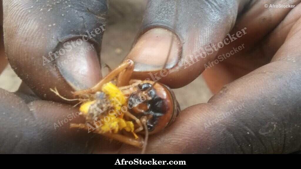 Locusts In Hand Africa | AfroStocker