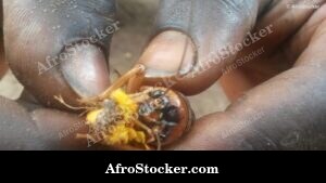 Locusts In Hand West Africa - Morning Scene