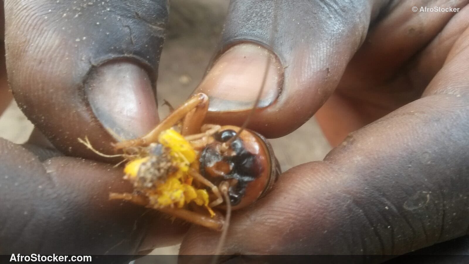 Locusts In Hand West Africa / Criquets dans la Main Afrique | AfroStocker