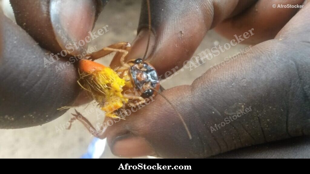 Handful Of Locusts Africa | AfroStocker