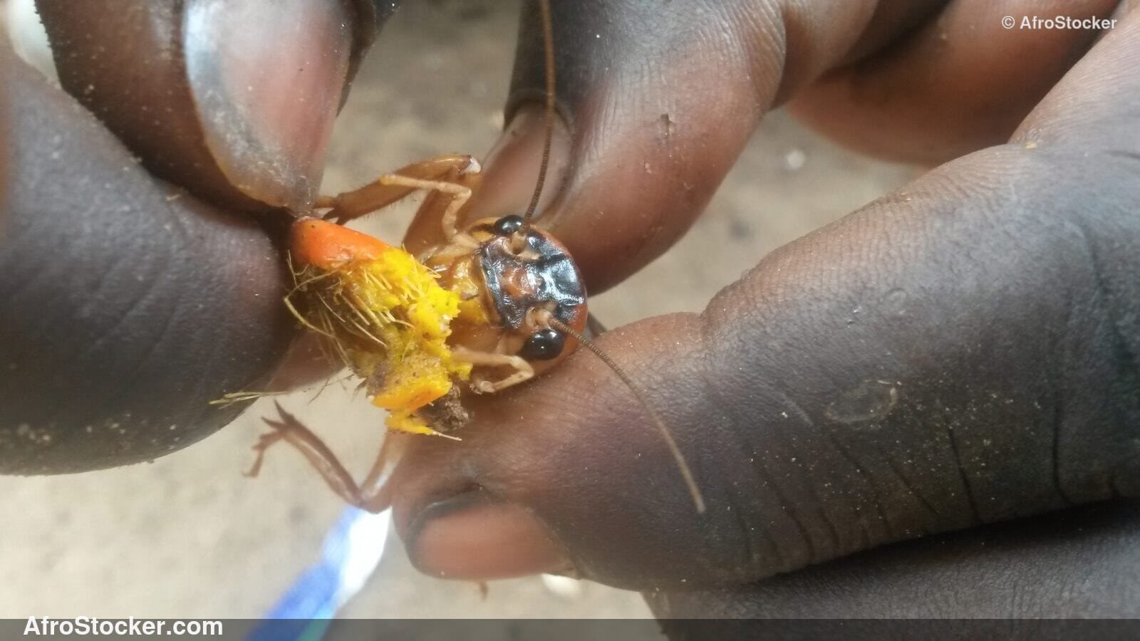 Handful Of Crickets Africa / Poignée de Criquets Afrique Ouest | AfroStocker