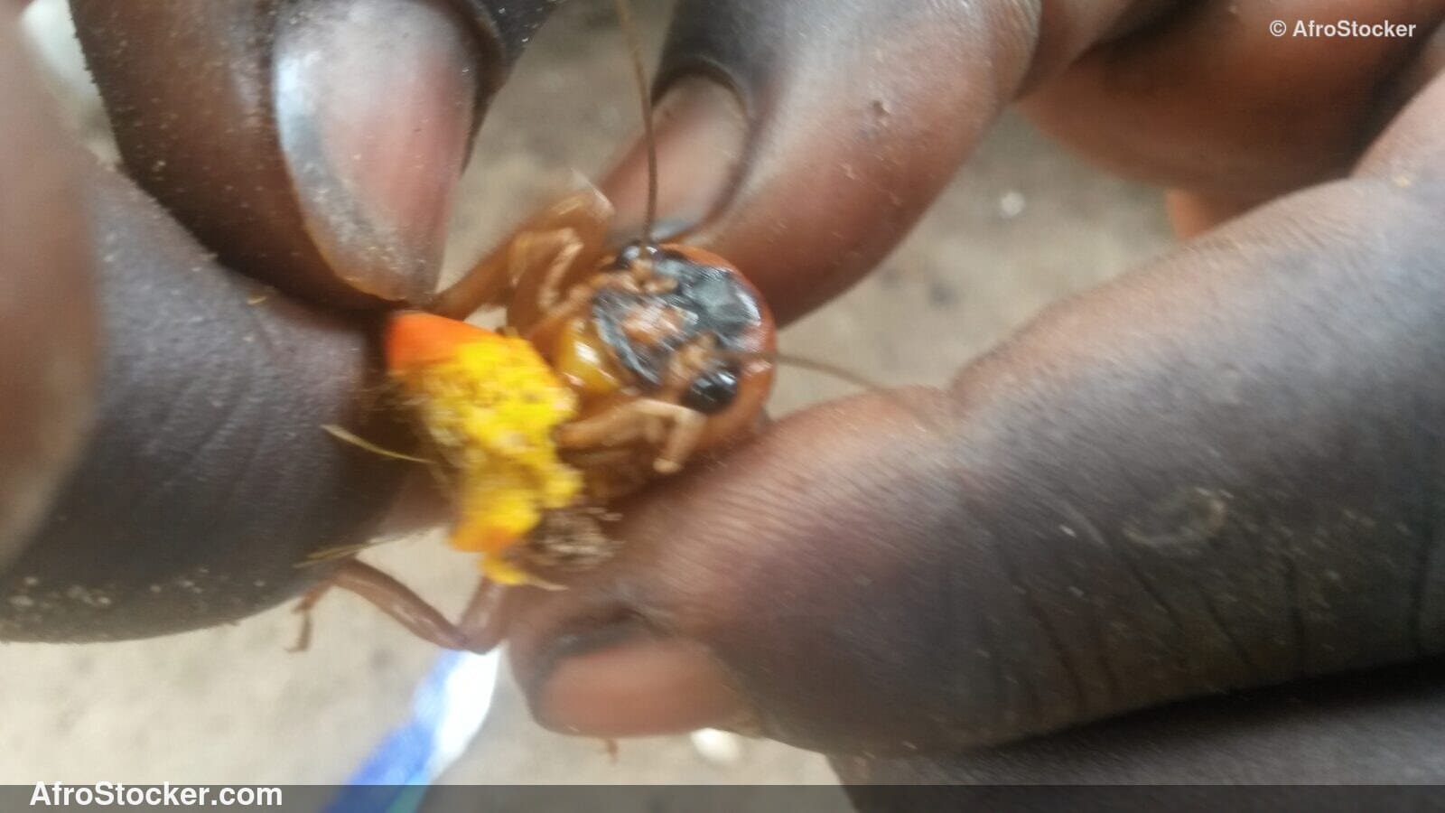 Locusts Close Up African Hand / Criquets Gros Plan Main Africaine | AfroStocker