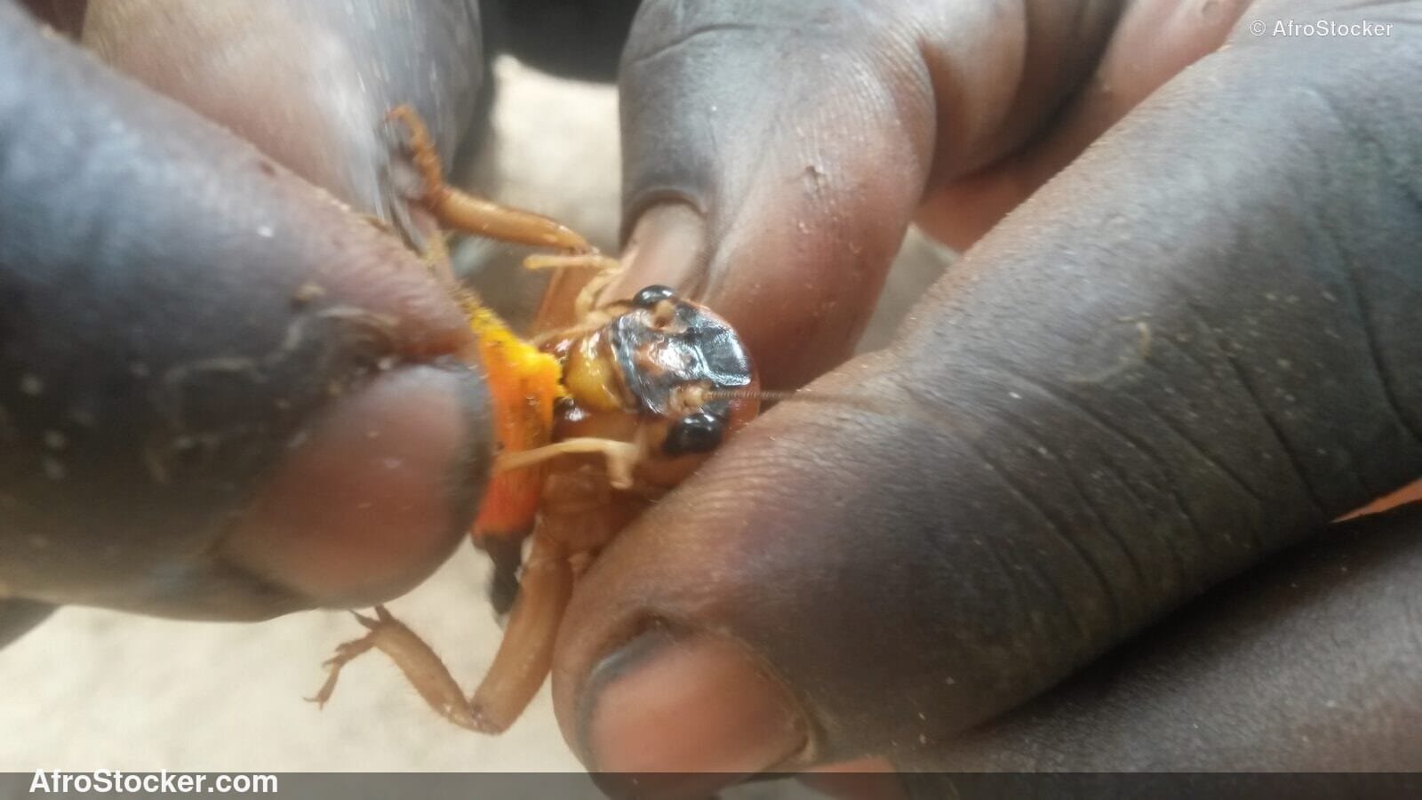 Locusts Held In Palm Africa / Criquets dans la Paume Afrique | AfroStocker