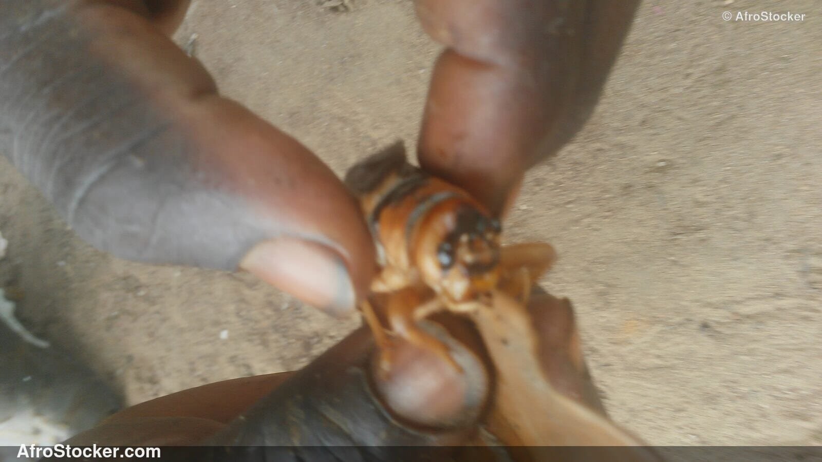 Locusts Africa Close Up / Criquets Afrique Gros Plan | AfroStocker