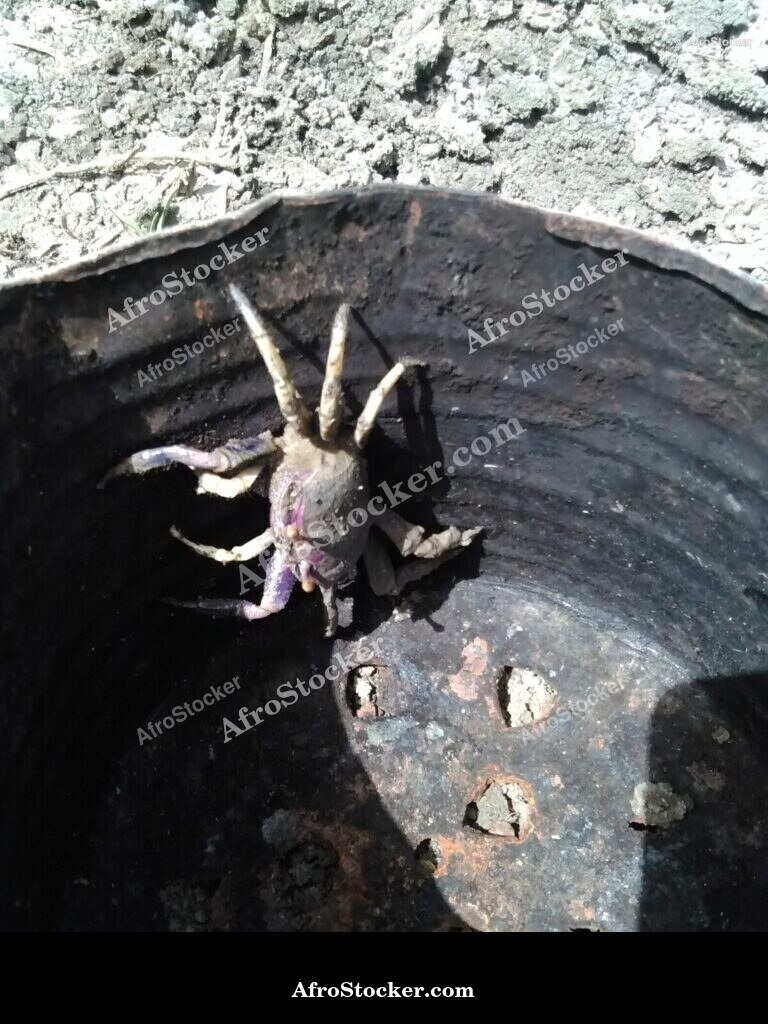 African Crabs Fresh Catch / Crabes Africains Pêche Fraîche | AfroStocker