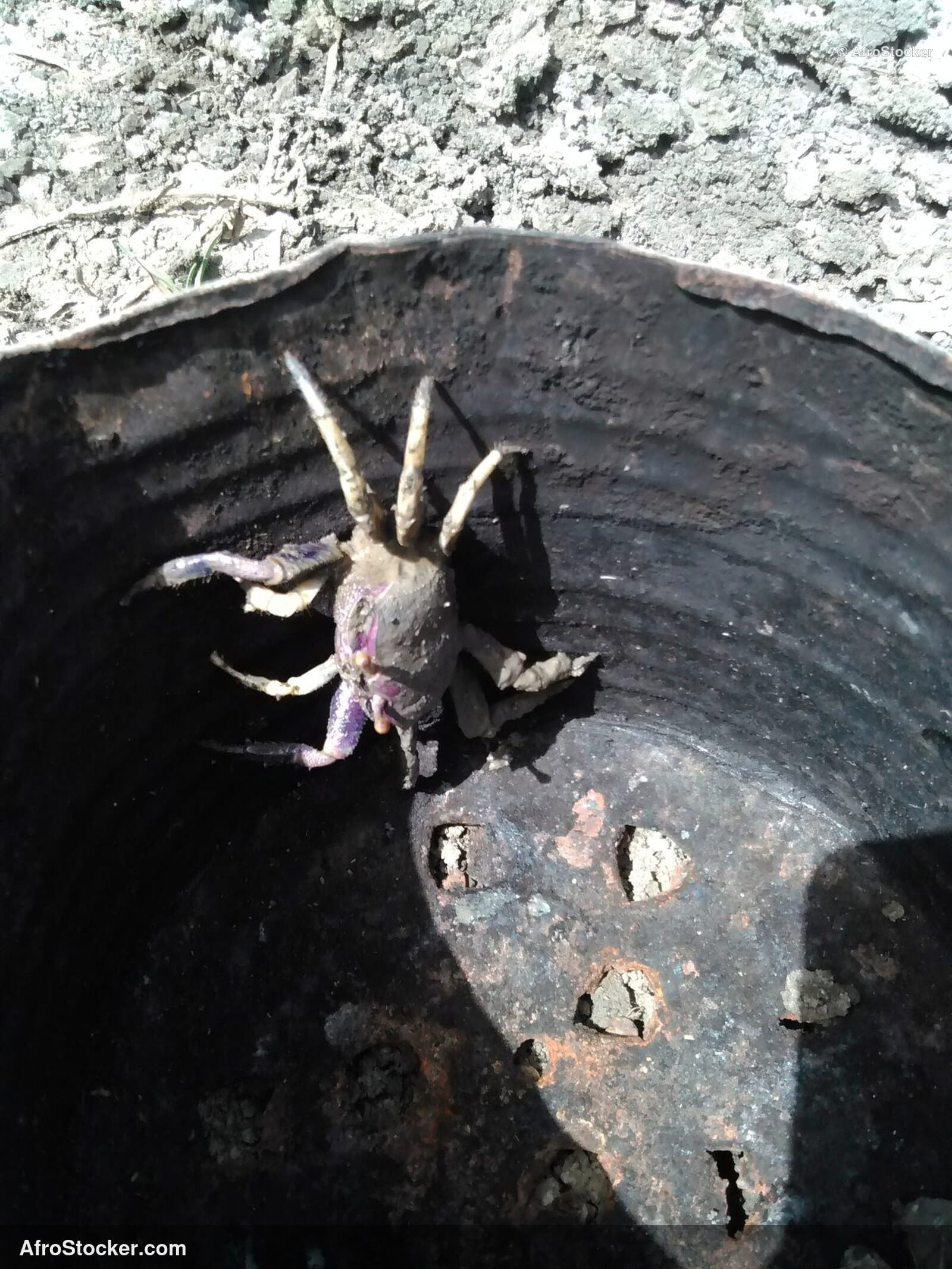 African Crabs Fresh Catch / Crabes Africains Pêche Fraîche | AfroStocker