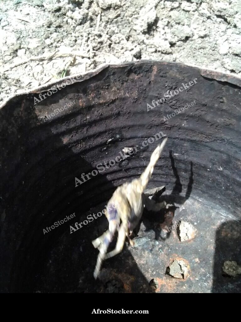 Crabs West Africa Fresh / Crabes Frais Afrique Ouest | AfroStocker