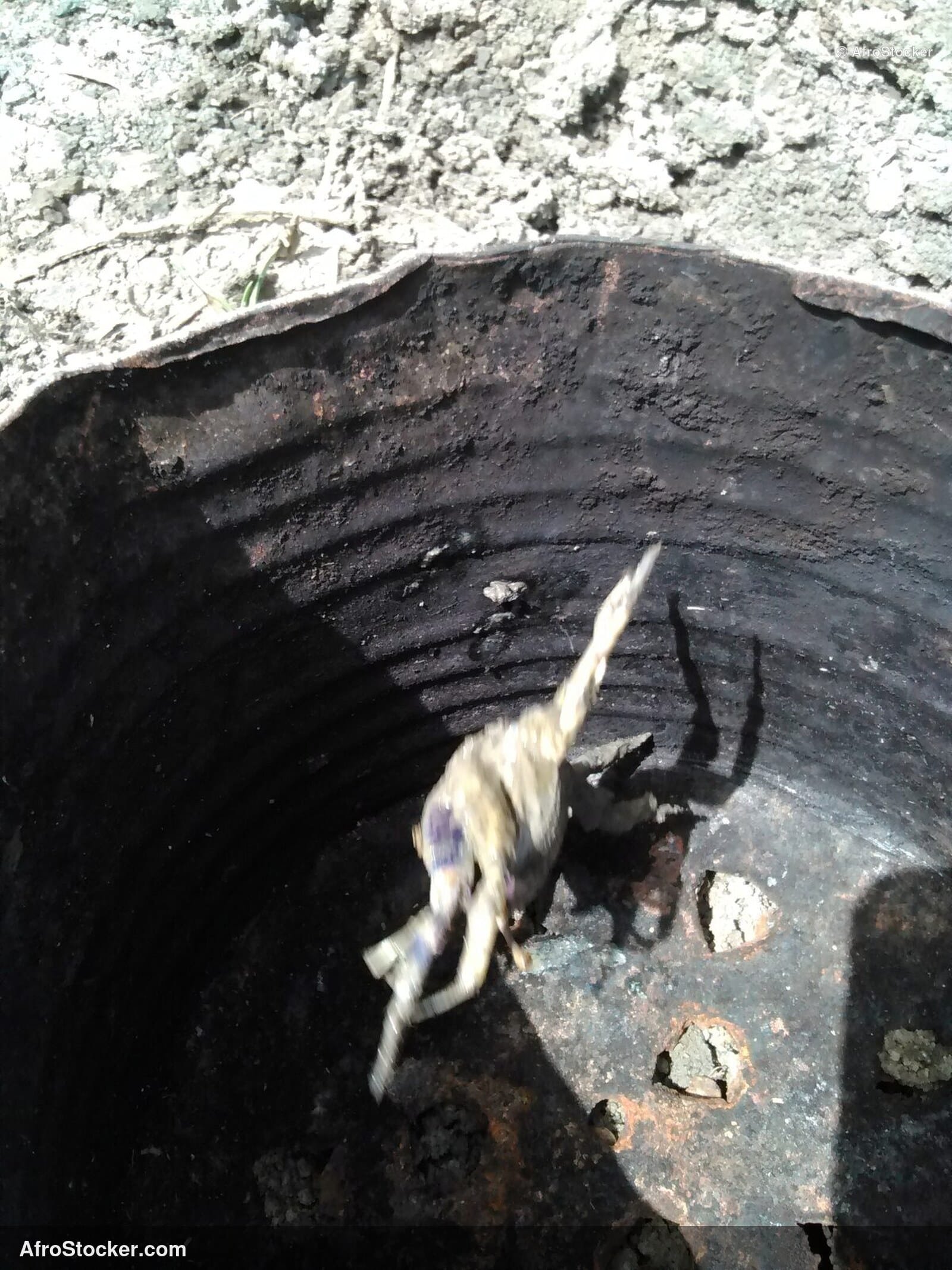 Crabs West Africa Fresh / Crabes Frais Afrique Ouest | AfroStocker
