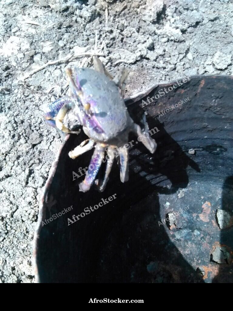 Fresh Crabs African Fishing / Crabes Frais Pêche Africaine | AfroStocker