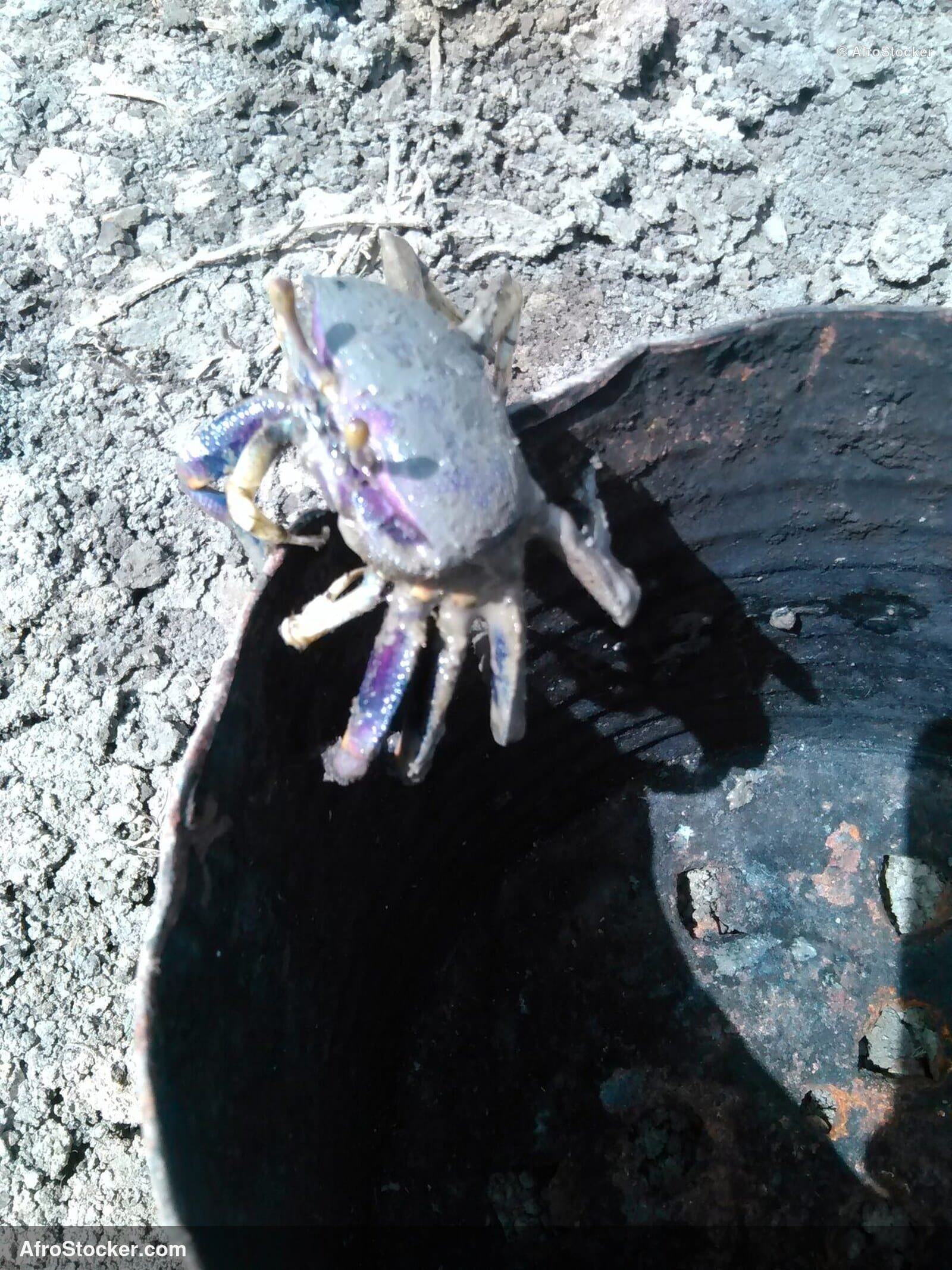 Fresh Crabs African Fishing / Crabes Frais Pêche Africaine | AfroStocker