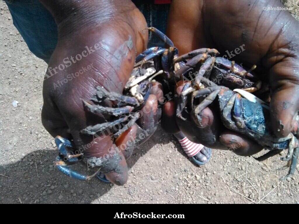 Crabs Africa Market Display / Crabes Étalage Marché Afrique | AfroStocker