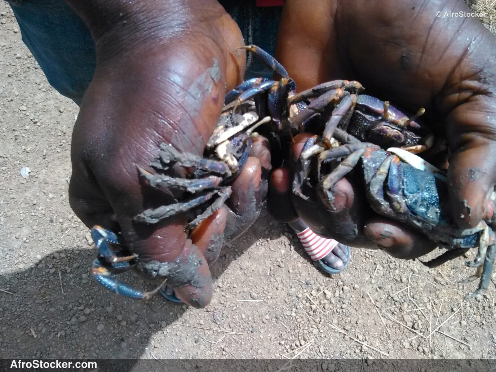 Crabs Africa Market Display / Crabes Étalage Marché Afrique | AfroStocker