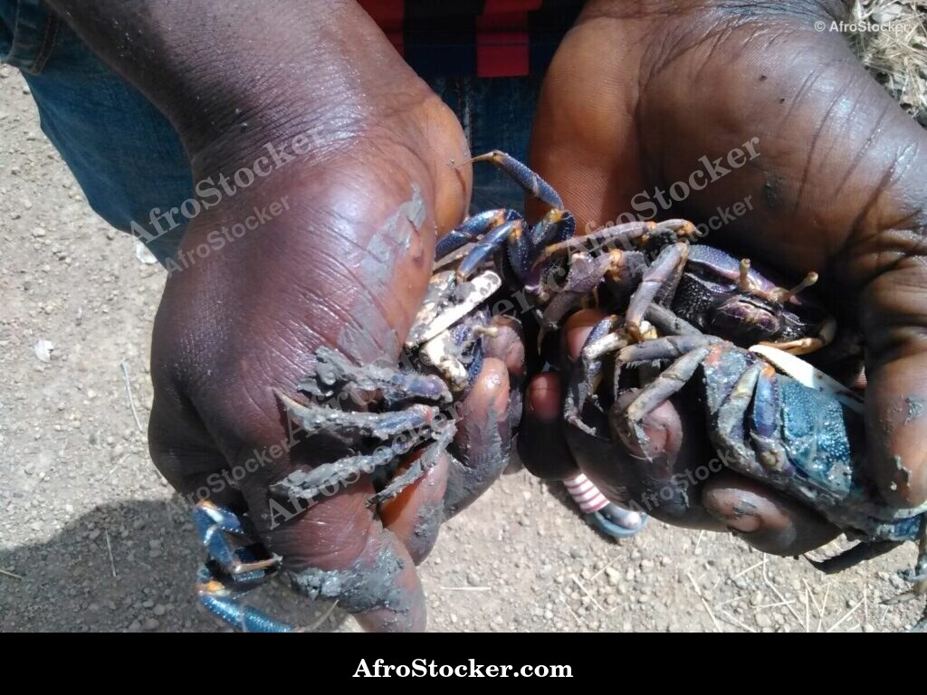 Fresh Crabs West Africa Market | AfroStocker