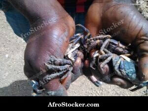 Fresh Crabs West Africa - Morning Scene