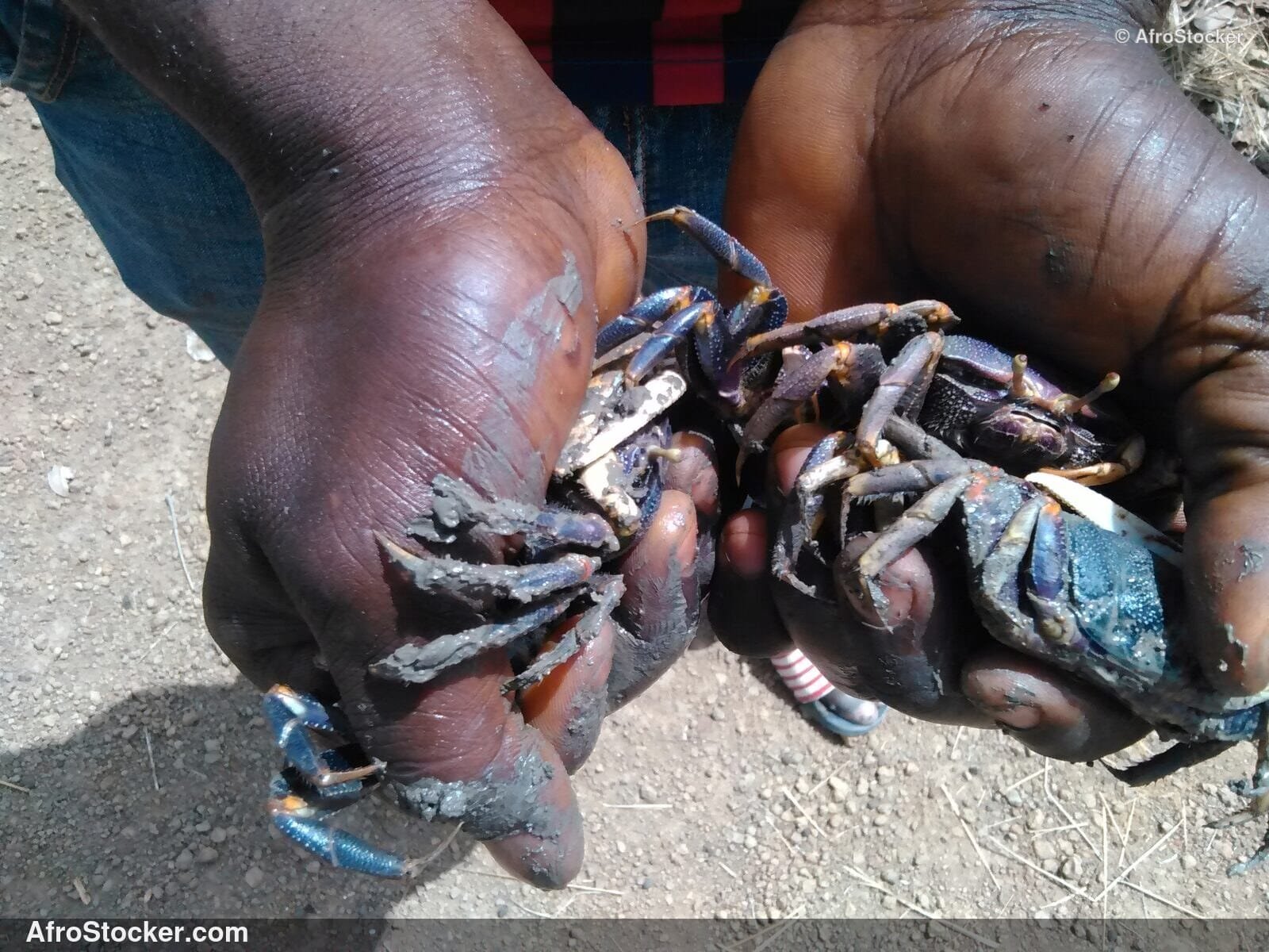African Crabs Market Display / Étalage Crabes Marché Africain | AfroStocker