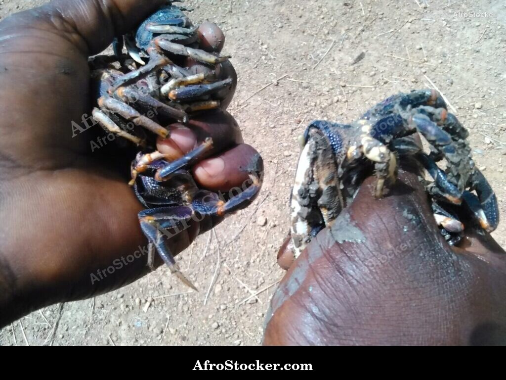 Fresh Crabs African Market / Crabes Frais Marché Africain | AfroStocker