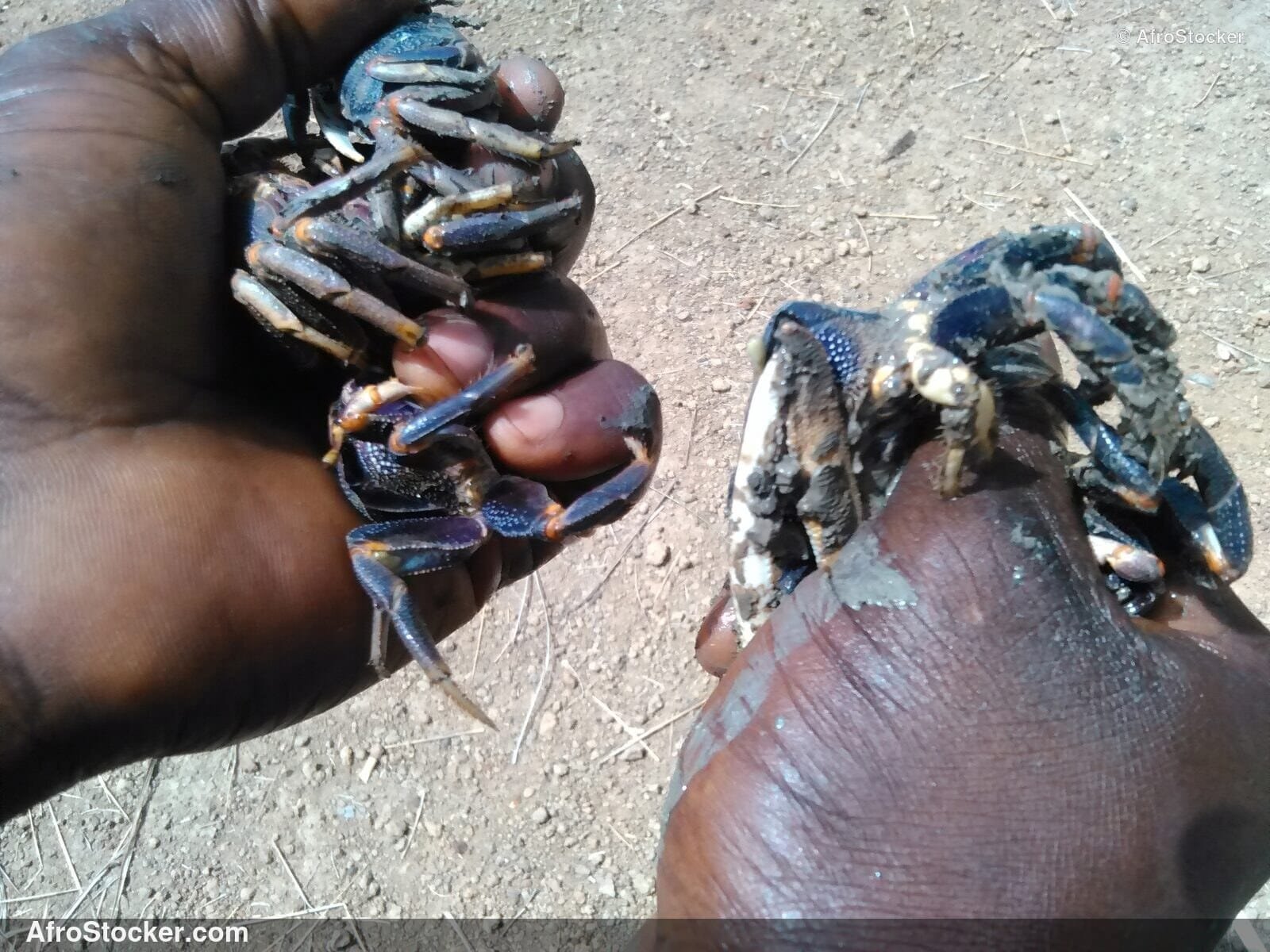 Fresh Crabs African Market / Crabes Frais Marché Africain | AfroStocker