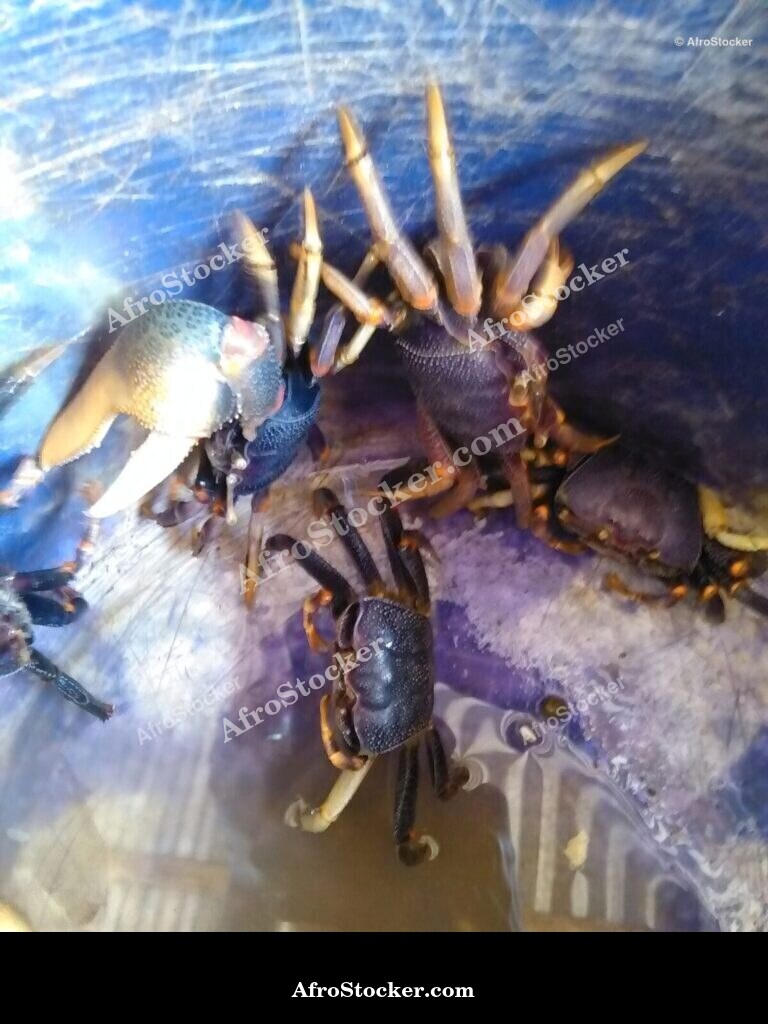 Crabs West Africa Traditional Fishing / Crabes Pêche Traditionnelle Afrique | AfroStocker
