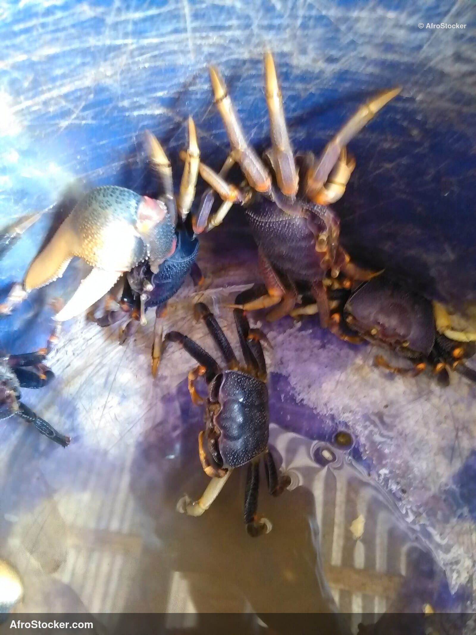 Crabs West Africa Traditional Fishing / Crabes Pêche Traditionnelle Afrique | AfroStocker